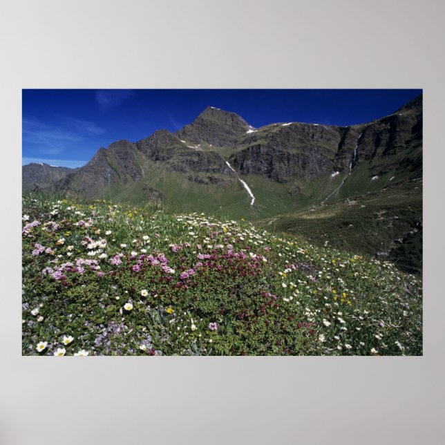 Póster Flores silvestres, floración, Alpes, Suiza (Frente)