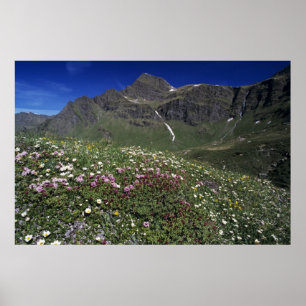 Póster Flores silvestres, floreciendo, Alpes, Suiza