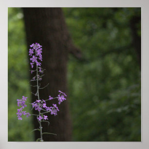 Póster Flores silvestres moradas