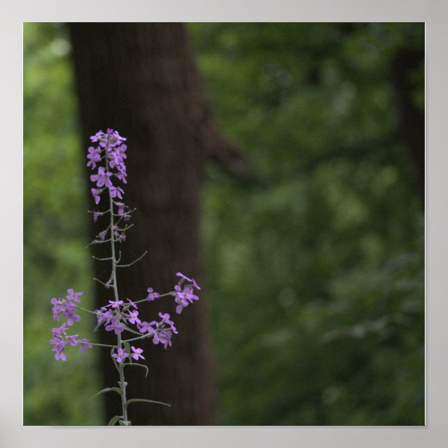 Póster Flores silvestres moradas (Frente)