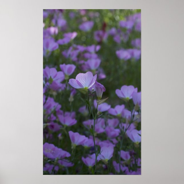Póster flores silvestres púrpuras (Frente)