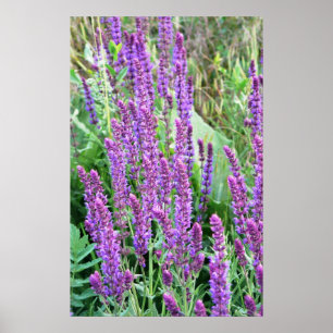 Póster Flores silvestres salvia morada Rumania