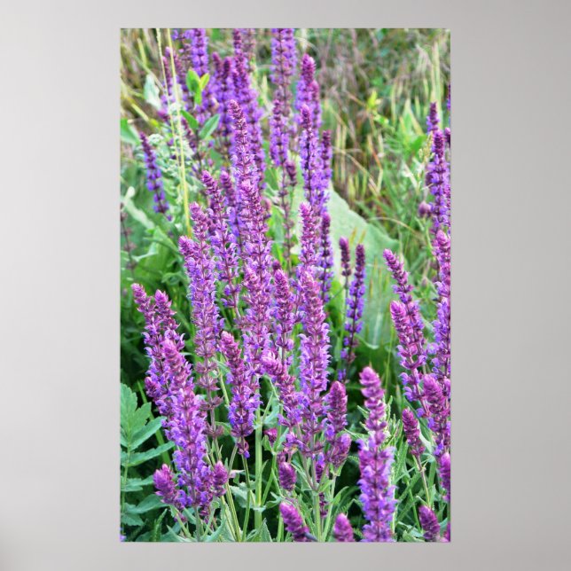 Póster Flores silvestres salvia morada Rumania (Frente)
