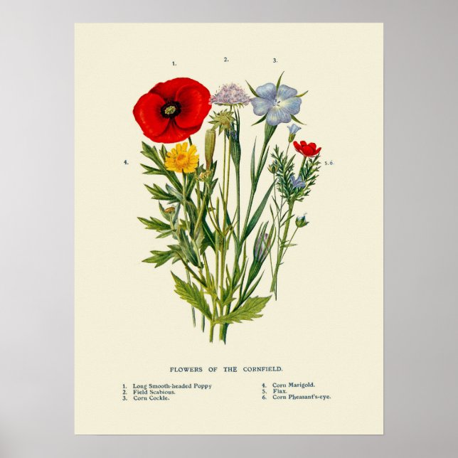 Póster Flores silvestres vintage botánicas de maizal (Frente)