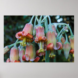 Póster Flores suculentas de Echeveria