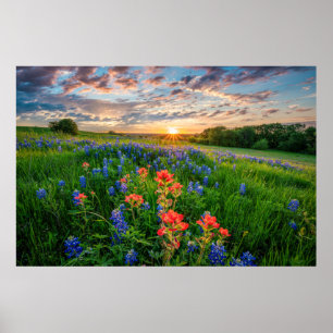 Póster Flores   Texas Bluebonnets y pincel indio