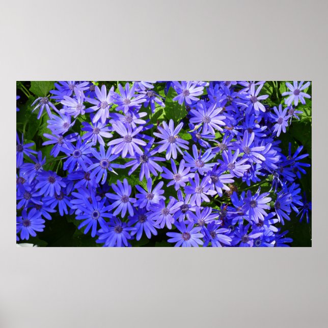 Póster Flores tipo margarita azul fotografía de la natura (Frente)