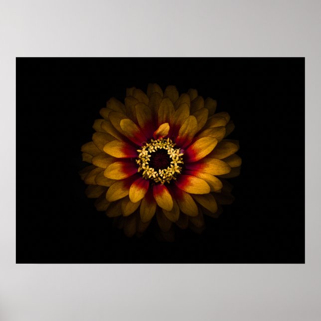 Póster Flores traseras n° 69, versión en color (Frente)