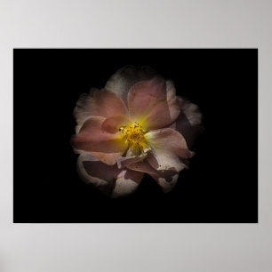 Póster Flores traseras No 113 Versión de color