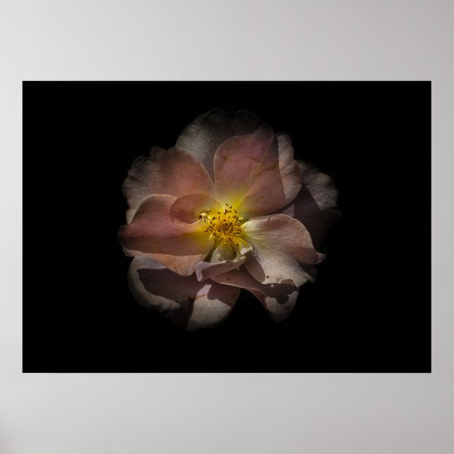 Póster Flores traseras No 113 Versión de color (Frente)