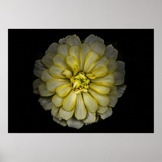 Póster Flores traseras No Versión de color 86 (Frente)