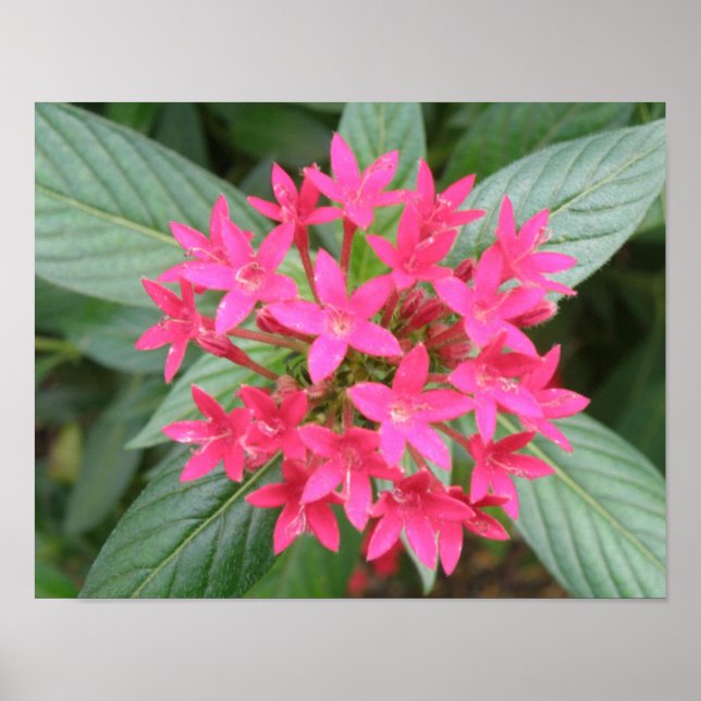 Póster Flores Tropicales Rosa Brillante (Frente)