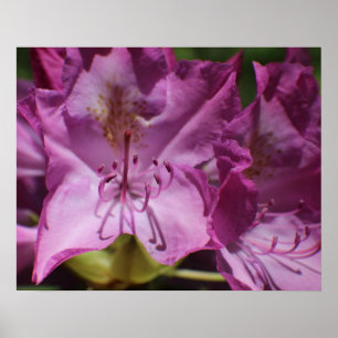 Póster Flores tropicales rosadas