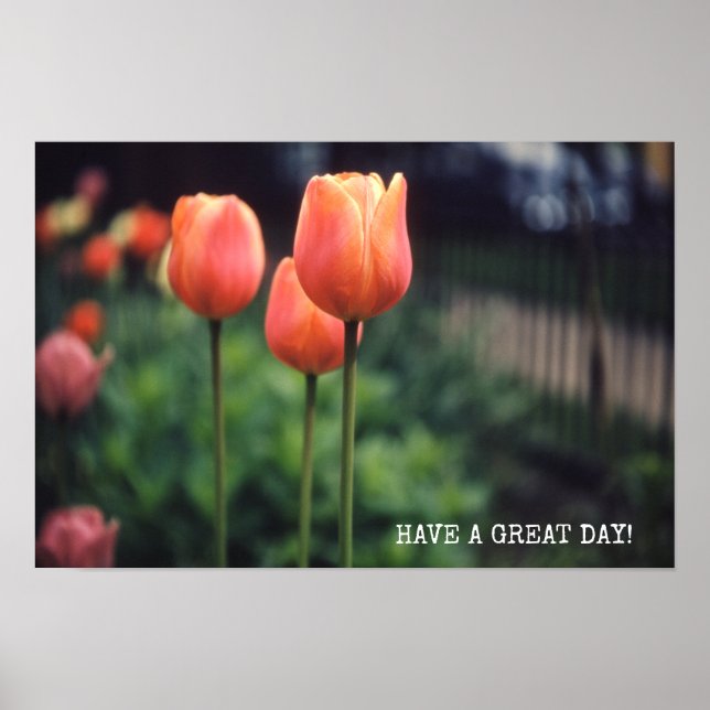 Póster Flores Tulipano Floral Tulipano Jardín Primavera D (Frente)