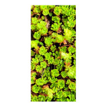 Flores verdes exitosas