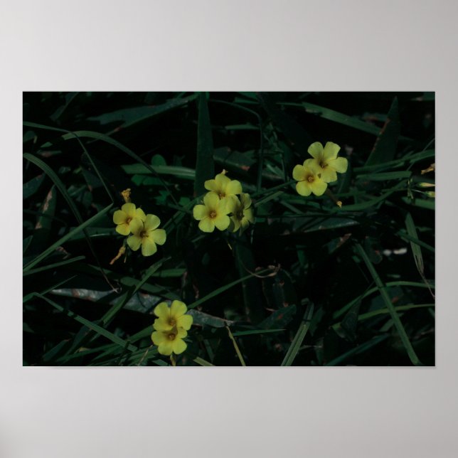 Póster Flores verdes indígenas de Sudáfrica (Frente)