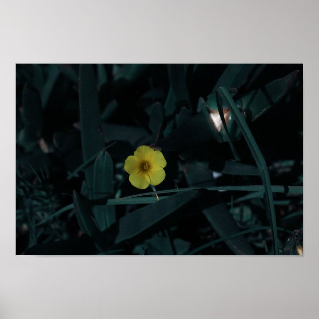 Póster Flores verdes indígenas de Sudáfrica (Frente)