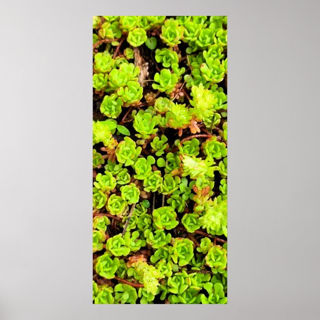 Póster Flores Verdes Suculentas (Frente)