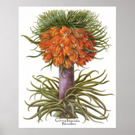 Póster Flores Vintage de Fritillaria Naranja Basilius Bes