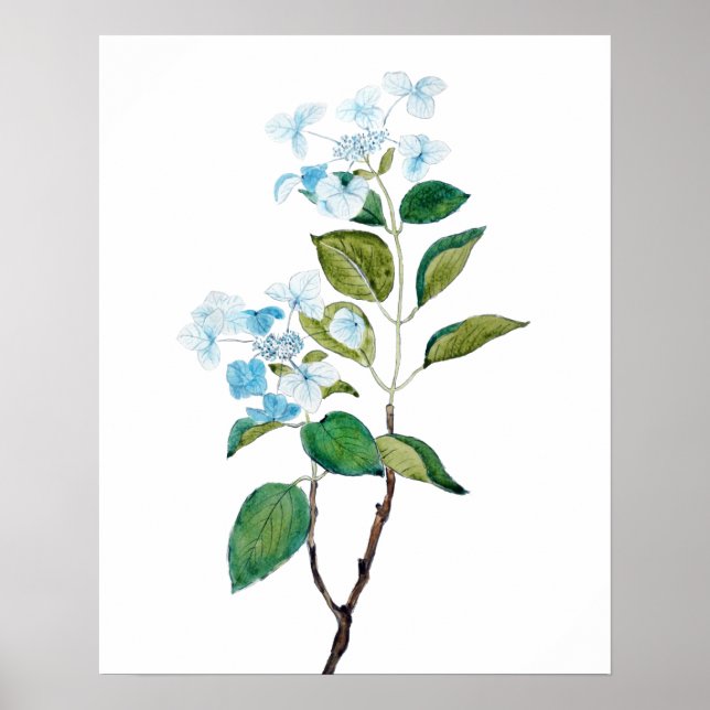 Póster flores vintage de hidrangea azul (Frente)
