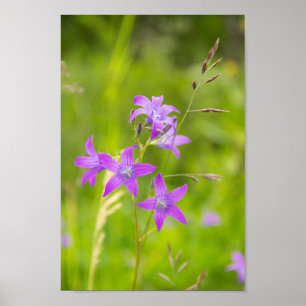 Póster Flores violetas delgadas en el campo