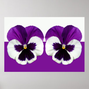 Póster Flores violetas púrpuras de panza