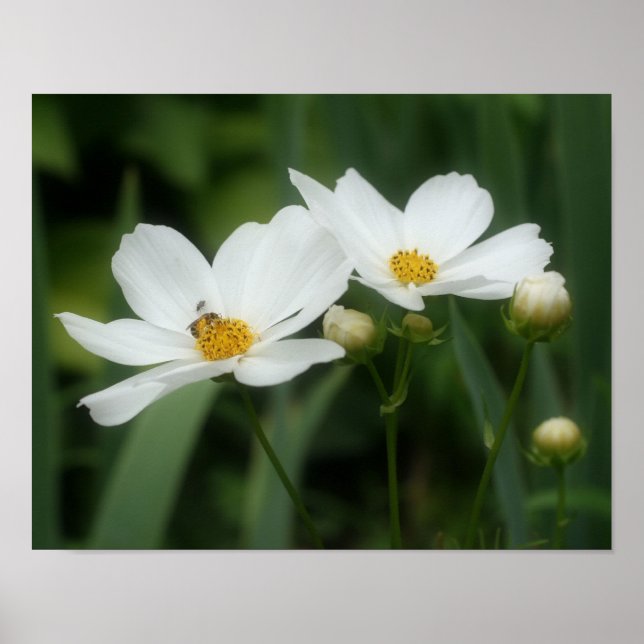 Póster Flores Y Abejas Cosmos Blancos (Frente)