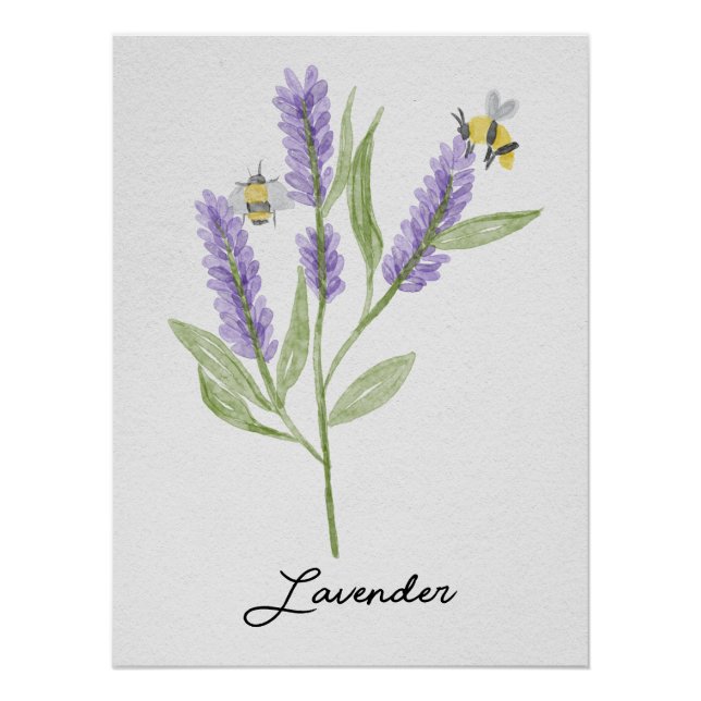 Póster Flores Y Abejas De Lavanda Pintada A Mano (Anverso)