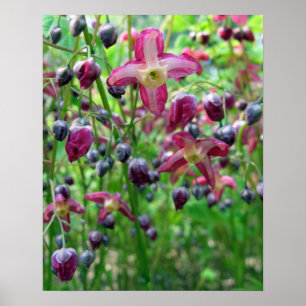 Póster Flores y Brotes Hermosos de Epimedium Foto de Prim