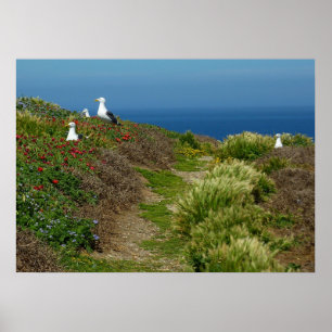 Póster Flores y gaviotas en la isla Anacapa