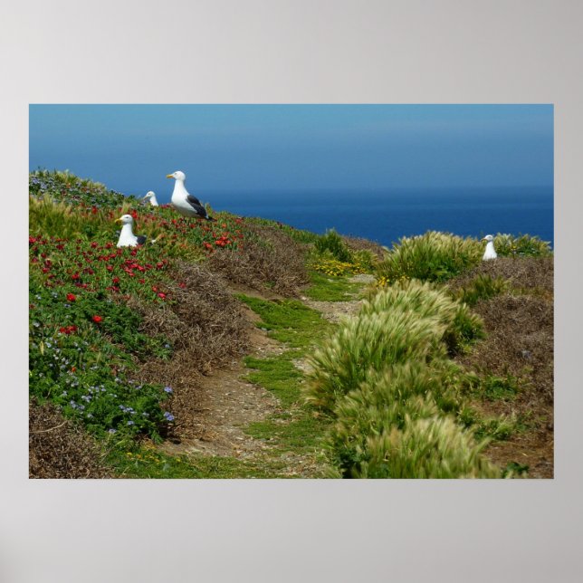 Póster Flores y gaviotas en la isla de Anacapa (Frente)