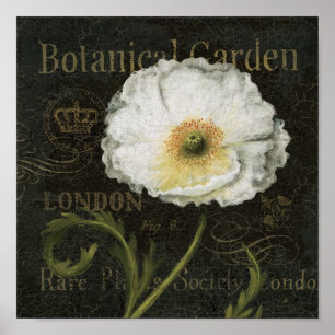 Póster Flores y hojas blancos