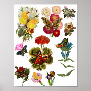 Póster Flores y mariposas insectos plantas de insectos na