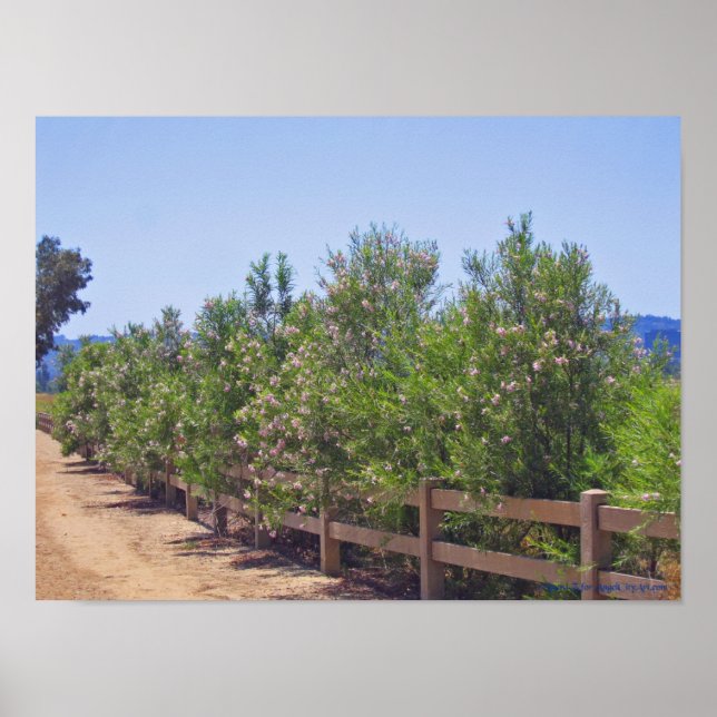Póster Flores y senderos del desierto (Frente)