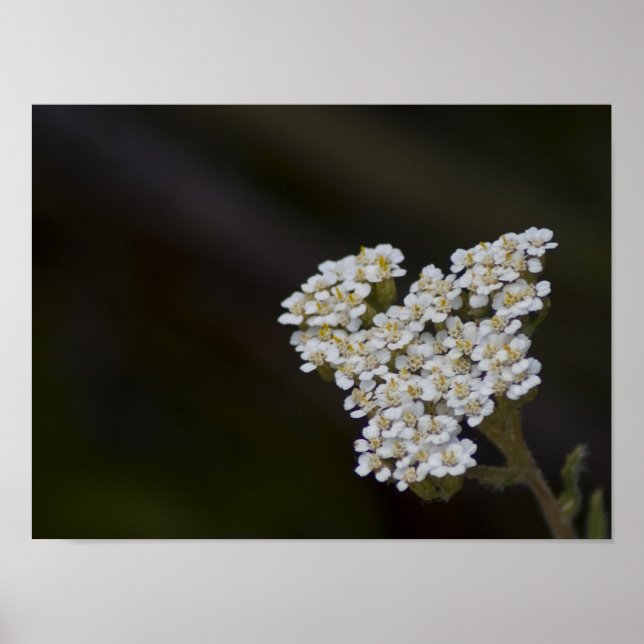 Póster FloresWI (Frente)
