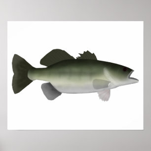 Póster Florida Bass