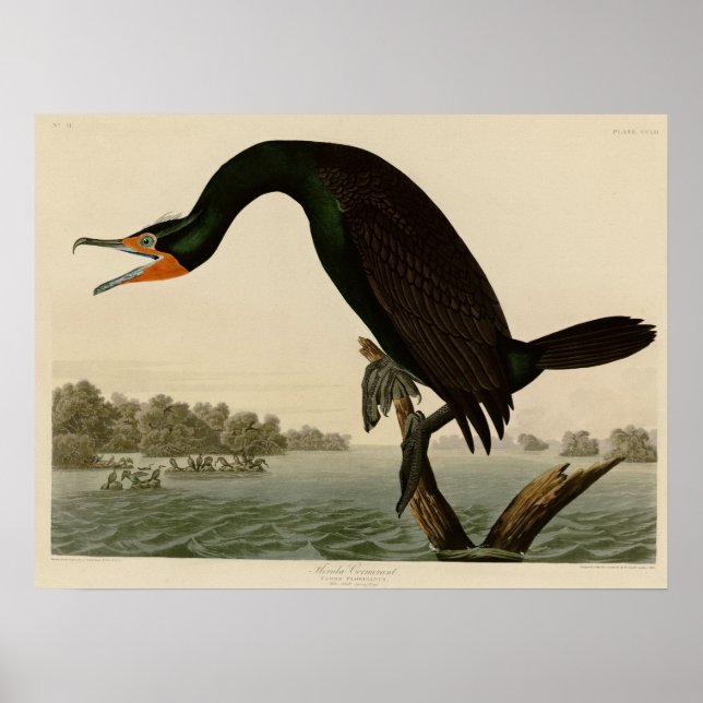 Póster Florida Cormorant (Frente)