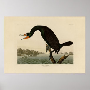 Póster Florida Cormorant from Audubon's Birds of America