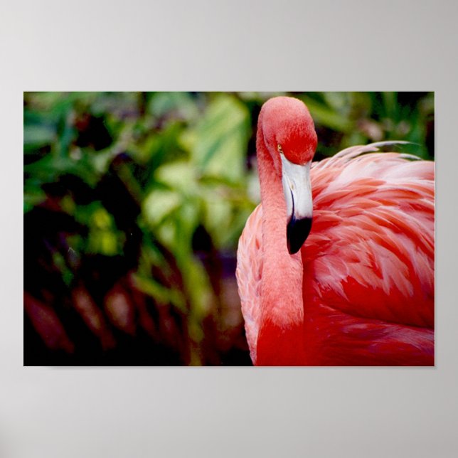 Póster Florida Flamingo 1 (Frente)