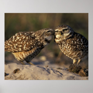 Póster Florida, Fort Myers. Pareja de lechuzas de madrigu