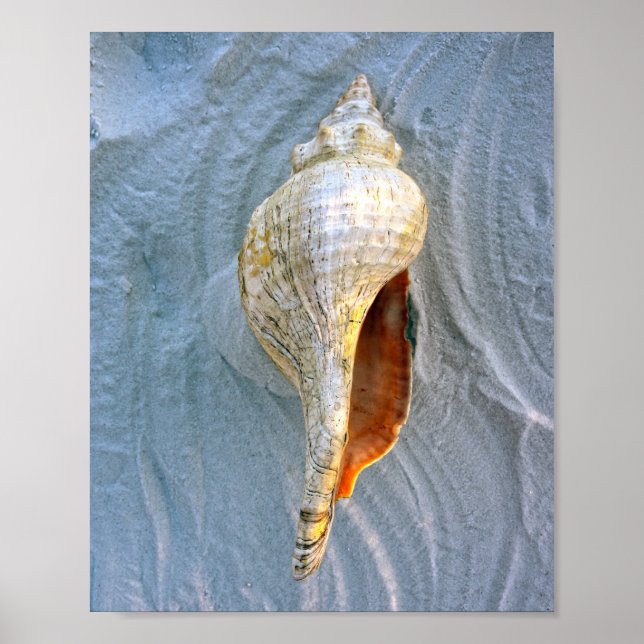 Póster Florida Horse Conch (Frente)