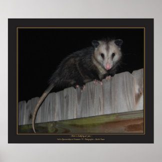 Póster Florida Opossum