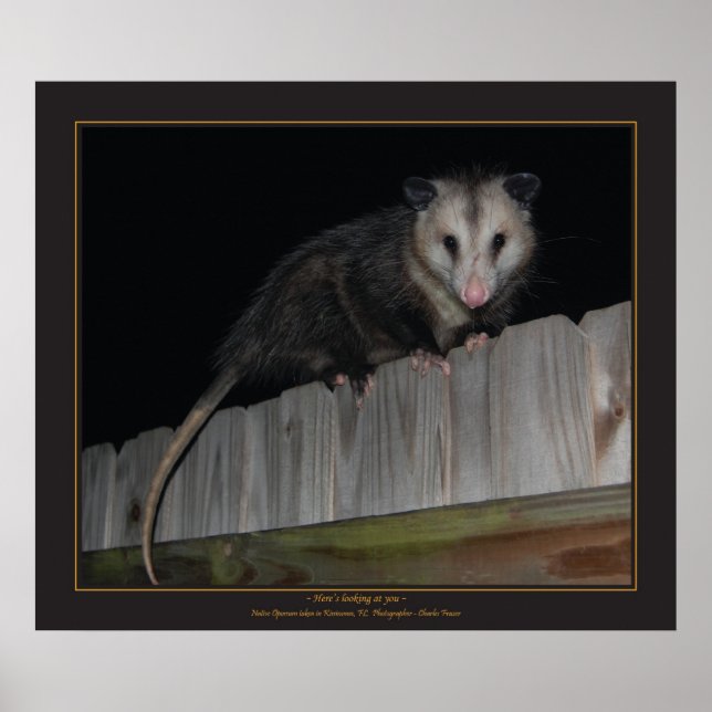 Póster Florida Opossum (Frente)