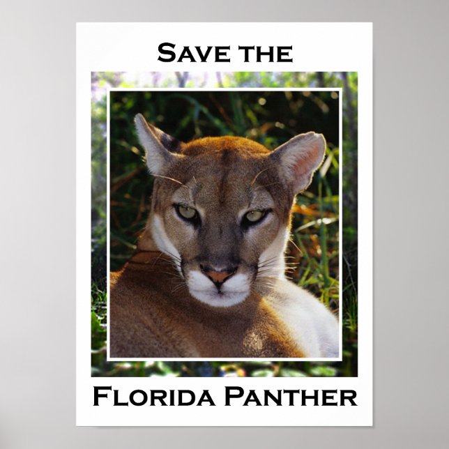 Póster Florida Panther (Frente)