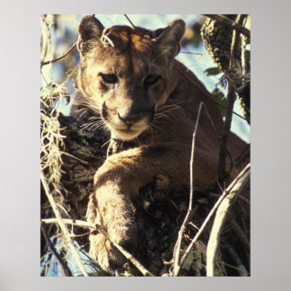 Póster Florida Panther