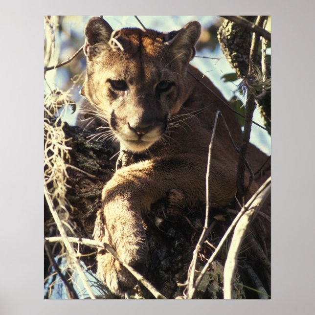 Póster Florida Panther (Frente)