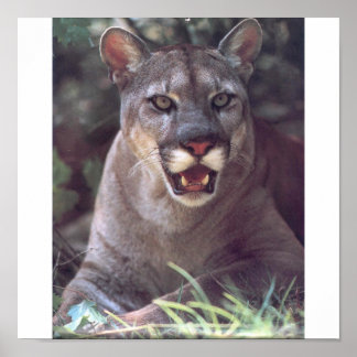 Póster Florida Panther