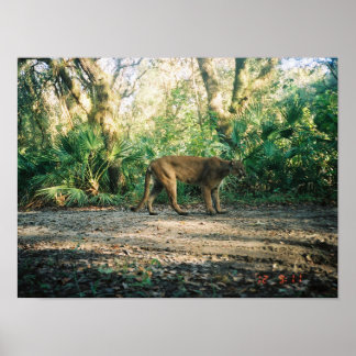 Póster Florida Panther in forest
