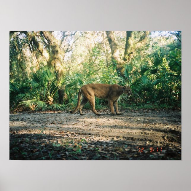 Póster Florida Panther in forest (Frente)