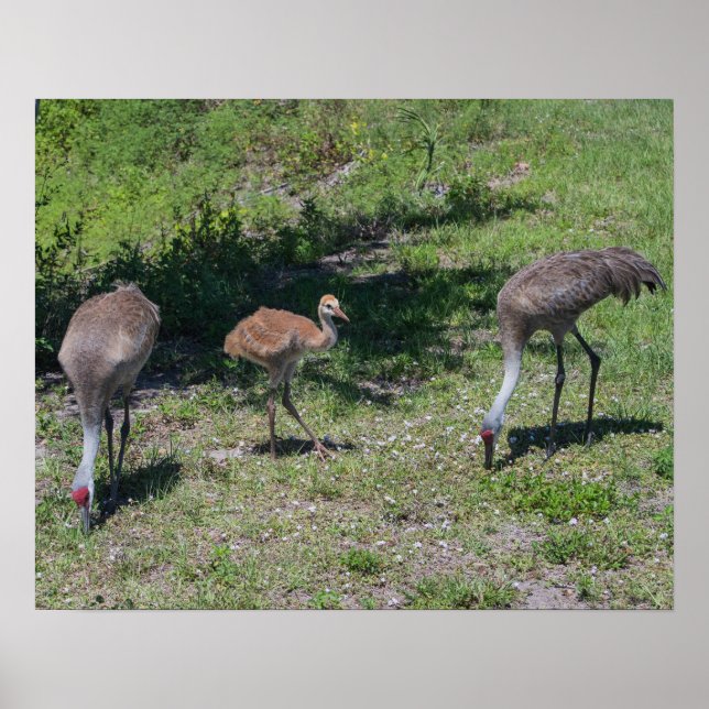 Póster Florida Sandhill Cranes Family Photograph (Frente)